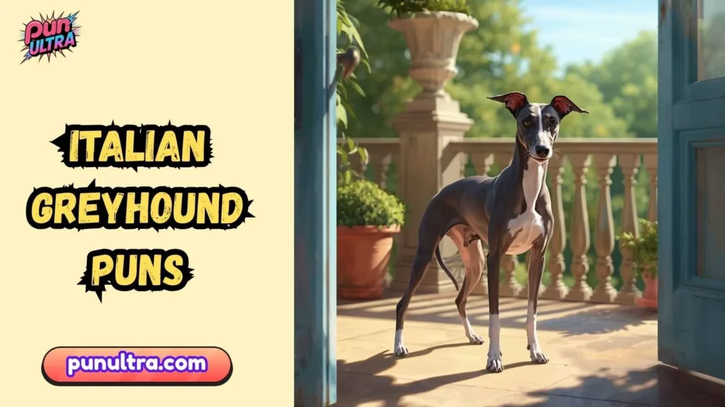 Cute Italian Greyhound Puns