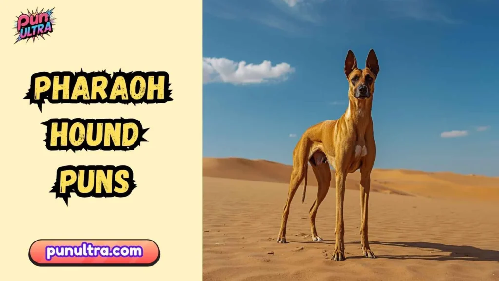 Short & Sweet Pharaoh Hound Puns